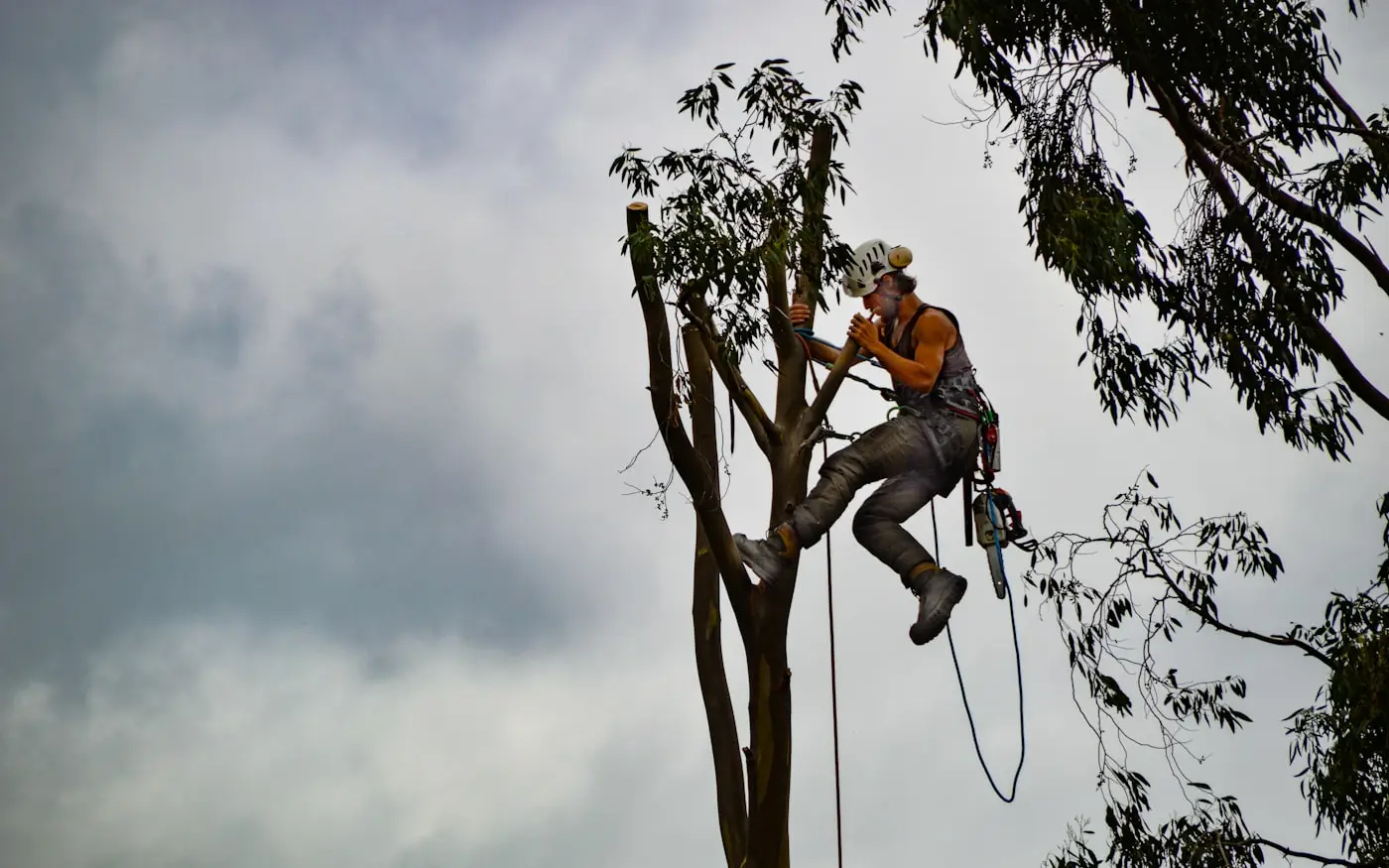 Tree service companies website design by BDX Omaha